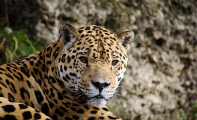 Jaguar, predator, animal, stare, muzzle
