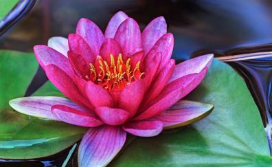 Pink, flower, water lily, close up