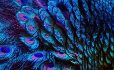 Splendid and colorful peacock feathers, adorable