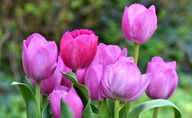 Pink tulips, fresh, bloom, beautiful