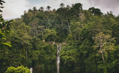 Waterfall, forest, greenery, giant trees, nature