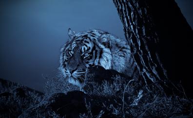 Tiger, outdoor, predator, night