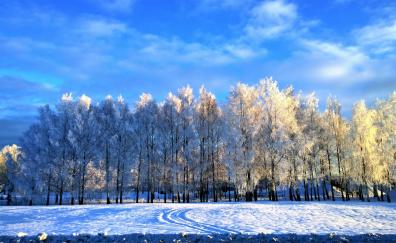 Trees, winter, landscape