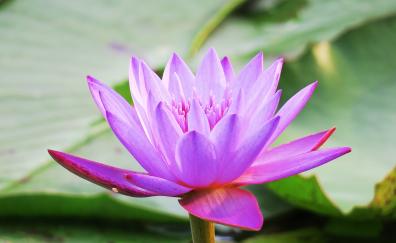Water lily, bloom, pink, beautiful, flora