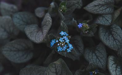 Small, blue flowers, bloom