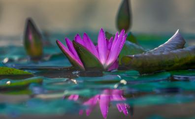 Water lily, pink, reflections, lake, close up