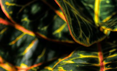 Plant's leaves, close up, leaves, variegated, Croton