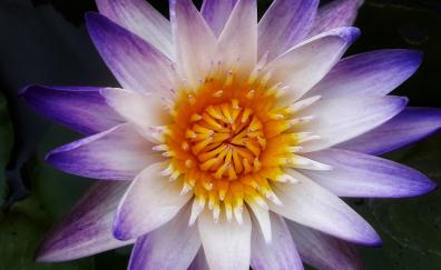 Lotus, water lily, close up