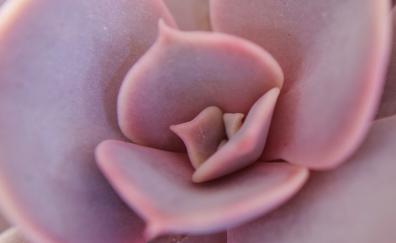 Pink, succulents, close up