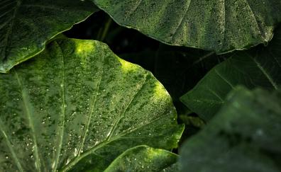Raindrops, leaf, big and green