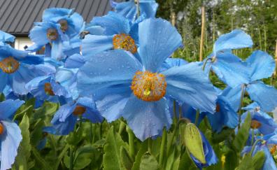 Blue poppy, flowers, summer, drops
