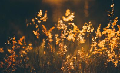 Golden shine, plants, meadow