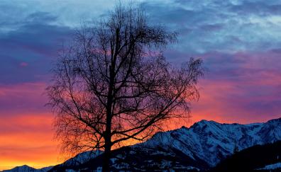 Big tree, sunrise, mountains, clouds