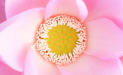 Pink flower, bloom, close up, pollen