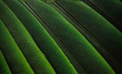Feathers, bird, green color