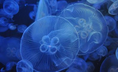 Underwater, blue, jellyfishes