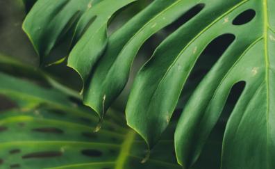 Close up, big, green leaf