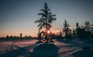 City park, winter, tree, sunrise, morning