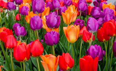 Tulips flowers, multicolored, bloom