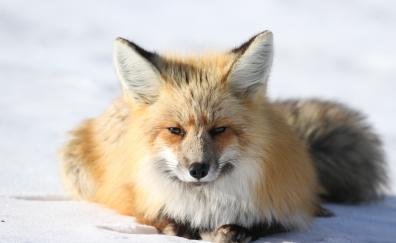 Fox, predator, curious, wild animal