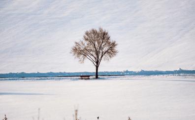 Tree and bench, minimal, landscape