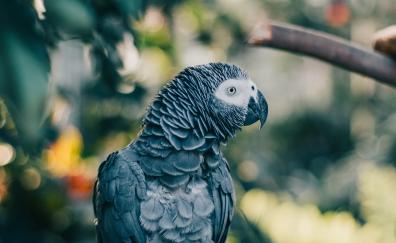 Gray parrot, bird, exotic