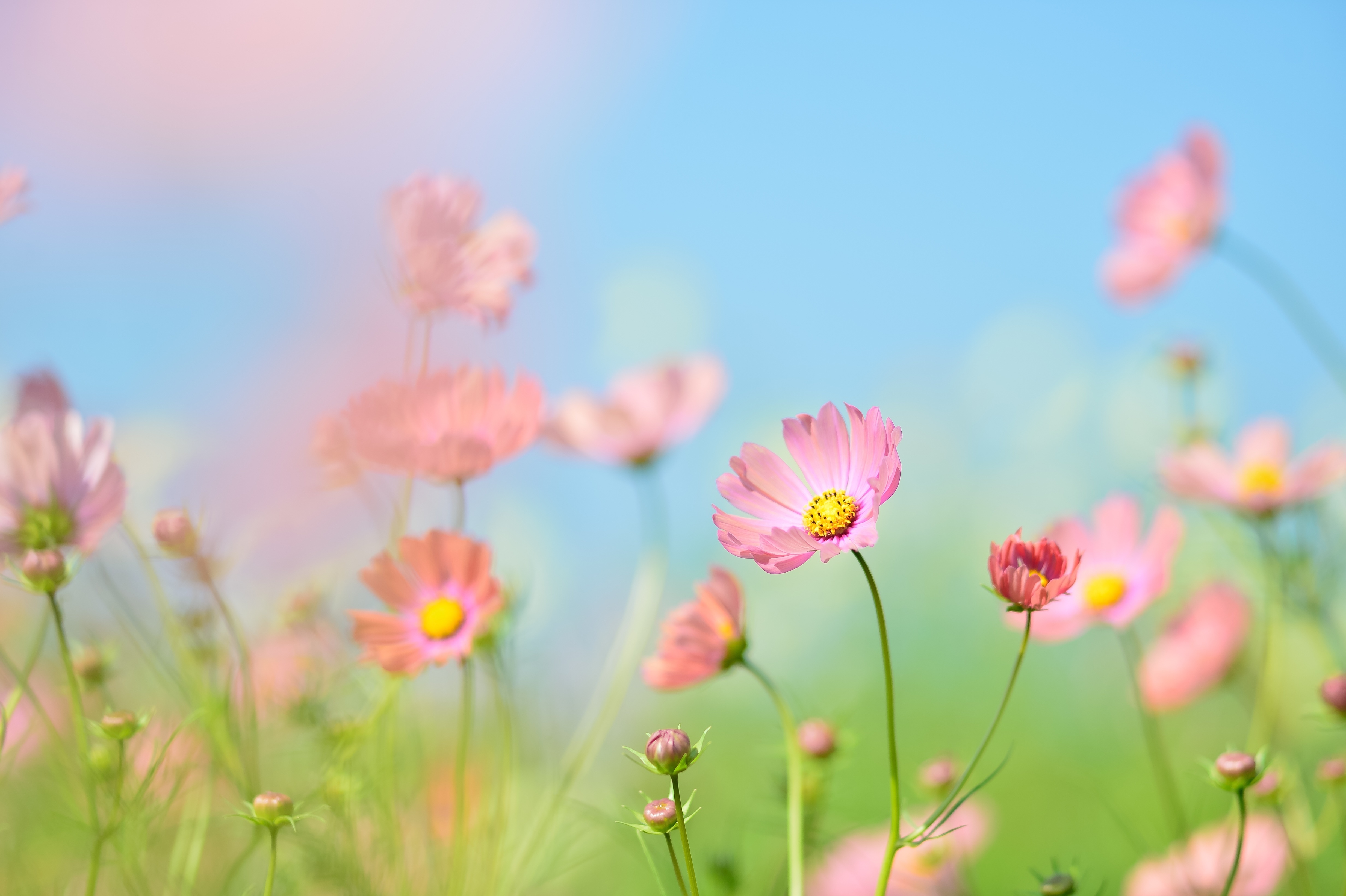 Download pink cosmos, flowers, meadow, plants, blur 4928x3280 hd wallpaper